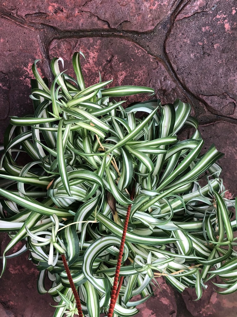 Curly spider plant, Furniture & Home Living, Gardening, Plants & Seeds