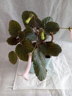 (Category: ) located in . Submitted by sgkillerplants (Listing ID 1177044136, Image 1). Description: .
