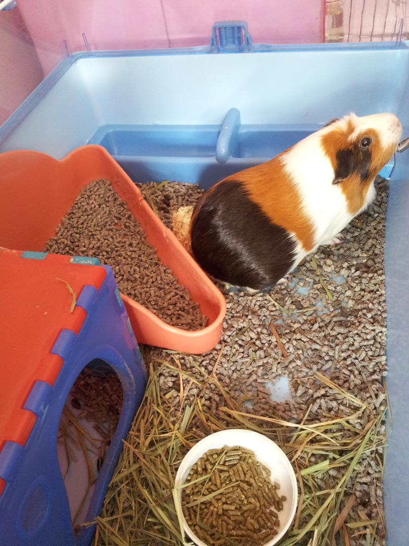 Guinea Pig boarding next to Jelapang LRT station, Pet Supplies, Homes & Other Pet Accessories on