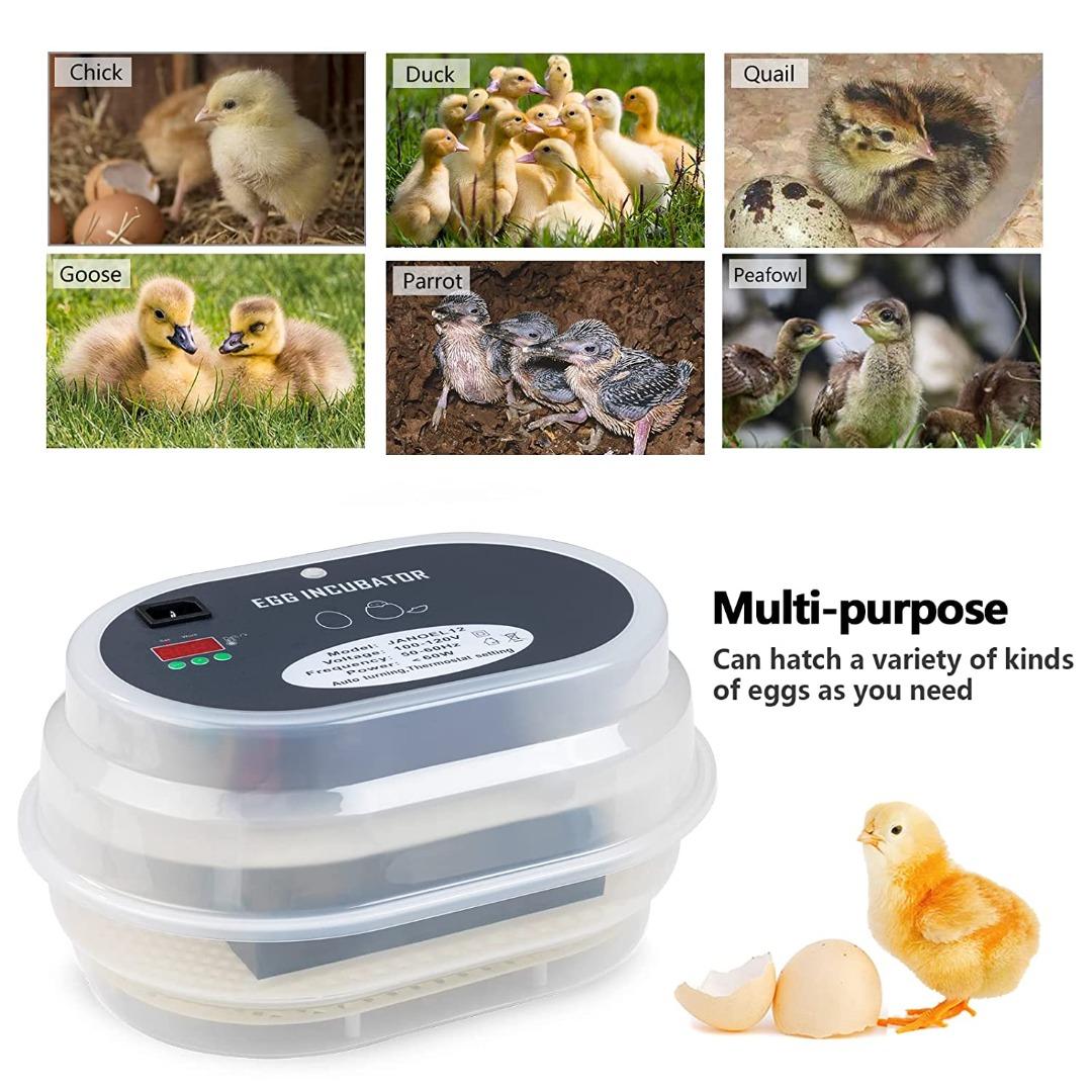 HBlife Digital Egg Incubator for Hatching 9-12 Chicken, Quail and Duck ...