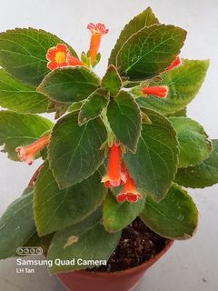 (Category: ) located in . Submitted by sgkillerplants (Listing ID 1188040371, Image 1). Description: .