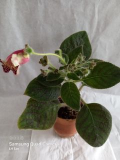 (Category: ) located in . Submitted by sgkillerplants (Listing ID 1188044939, Image 1). Description: .