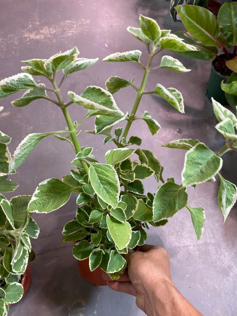 Mexican Mint/Indian Borage (Herbs) plant . 6 each, Furniture & Home