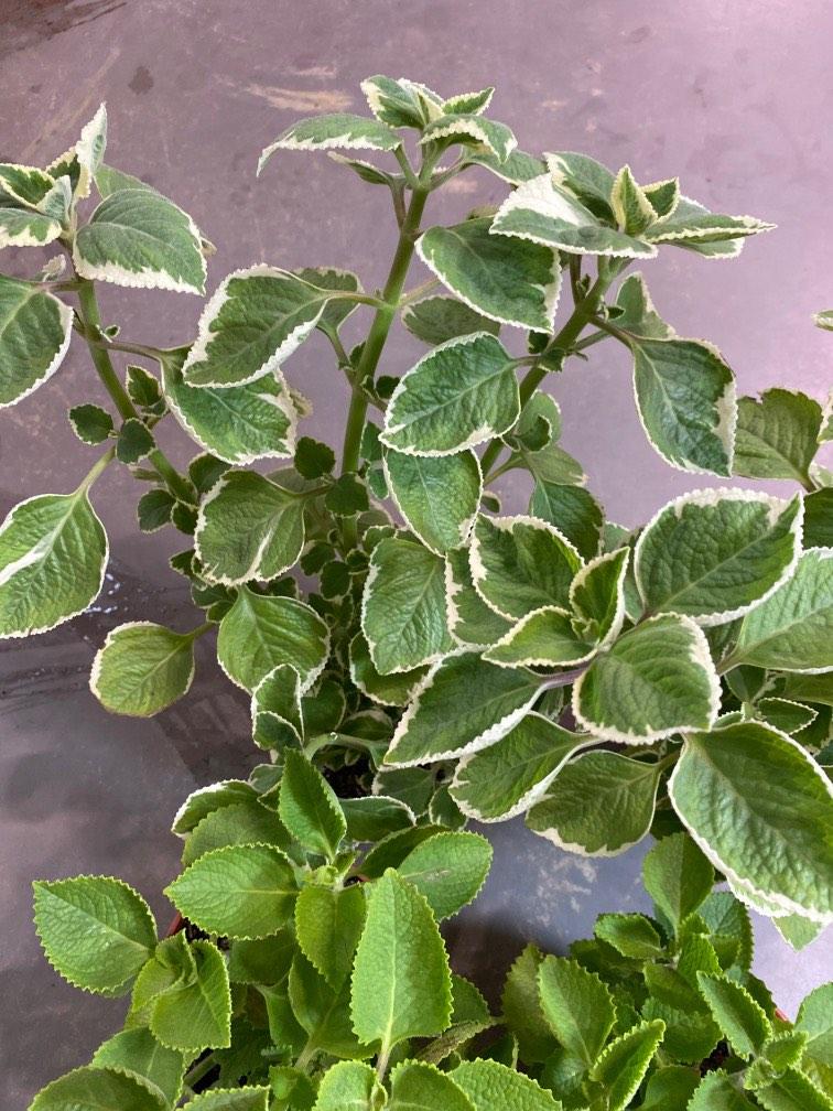 Mexican Mint/Indian Borage (Herbs) plant . 6 each, Furniture & Home