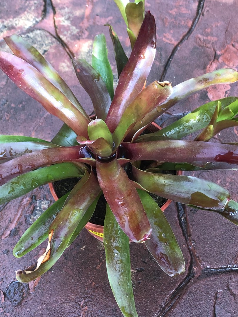 Neoregelia, Furniture & Home Living, Gardening, Plants & Seeds on Carousell