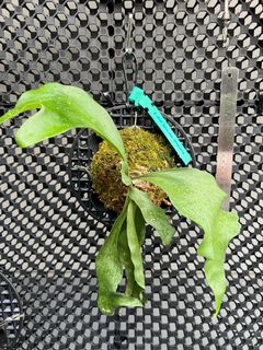 (Category: ) located in . Submitted by pLantae (Listing ID 1188060852, Image 1). Description: .