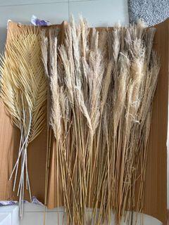 Estimate 100-150 pieces of Pampas 