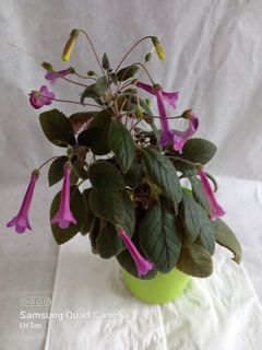 (Category: ) located in . Submitted by sgkillerplants (Listing ID 1188046158, Image 1). Description: .