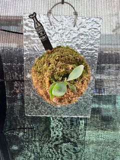 （分類：）位於 。 由 1otea 提交（商品編號 1188048193，圖片 1）。簡介： 。