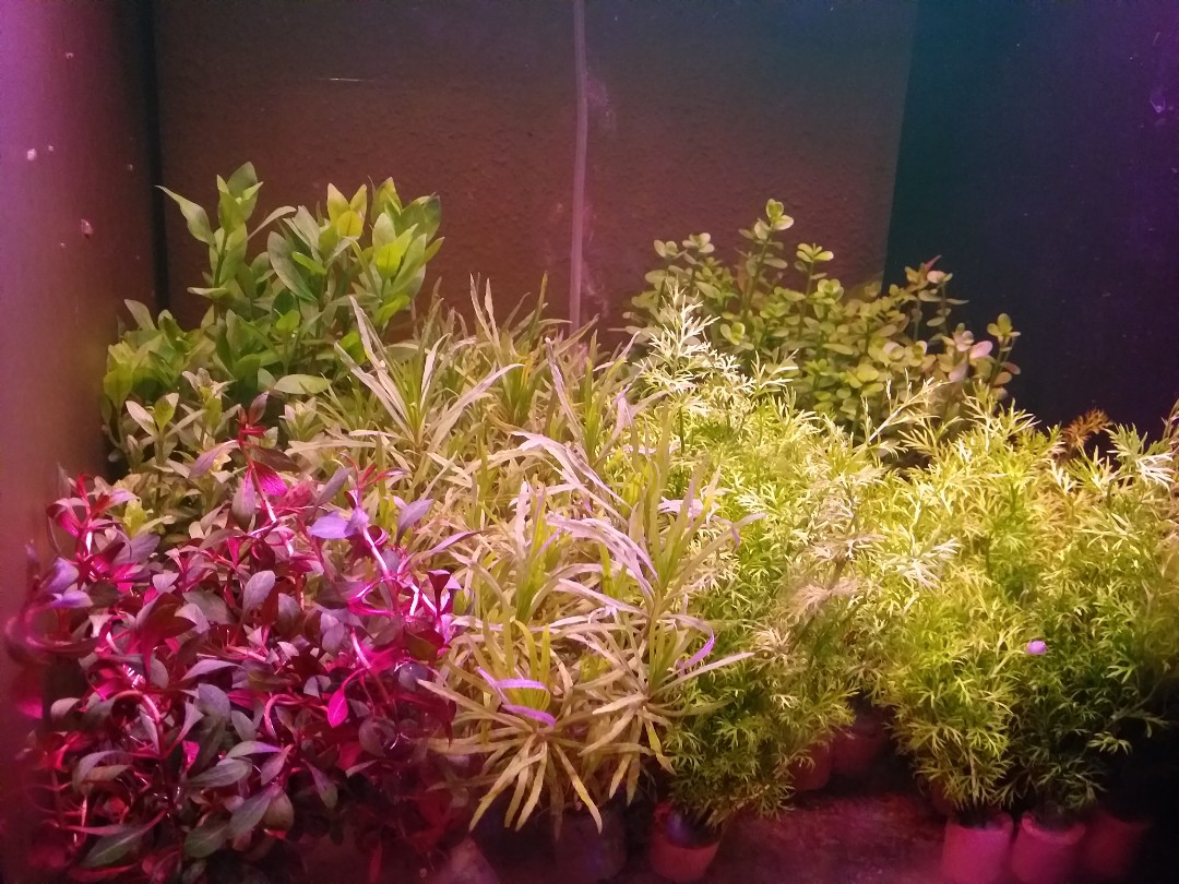 Aquatic plant live aquarium plants, Pet Supplies, Homes & Other Pet