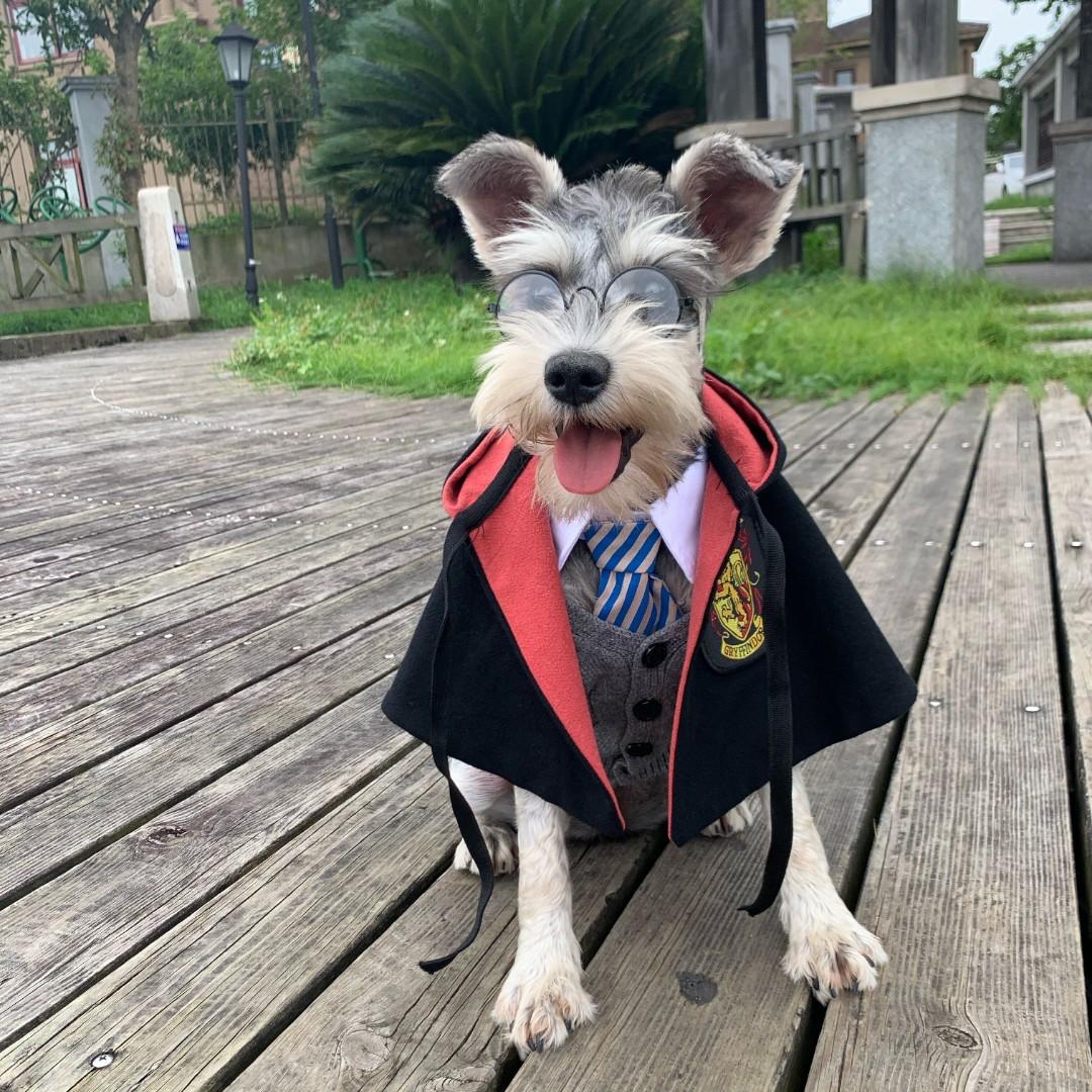 Harry potter dog clothes top