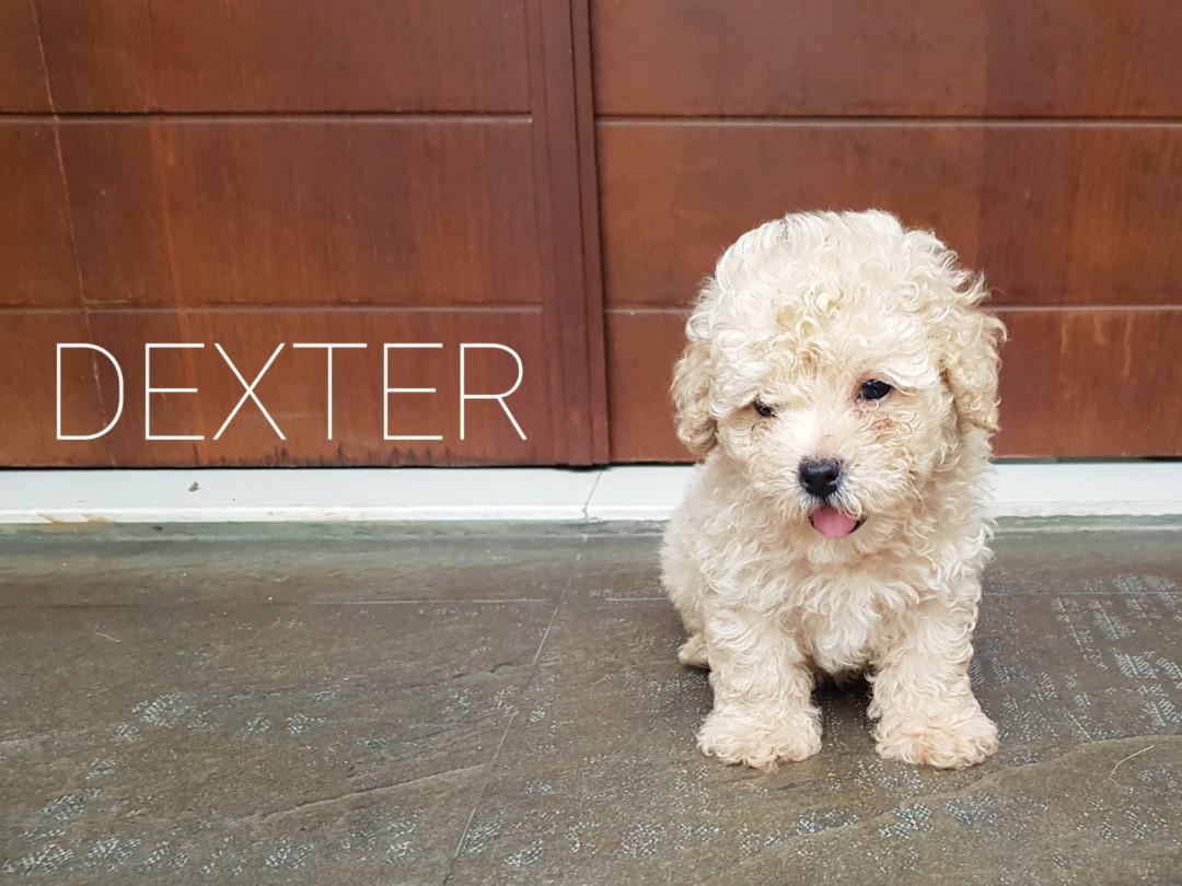 Harga toy poodle sale