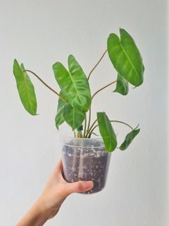 (Category: ) located in . Submitted by plantdeavour (Listing ID 1189811134, Image 1). Description: .