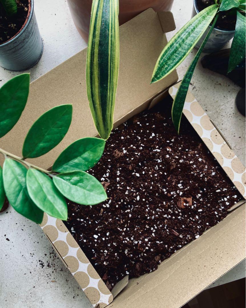 Ready Mixed soil for indoor plants/ gardening/ houseplants/, Furniture