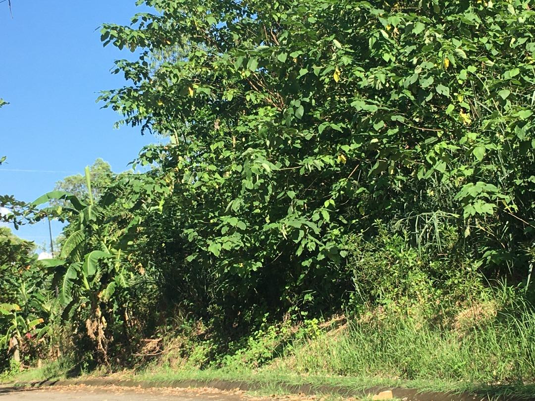 Residential lot for rent in Los Banos, Property, For Sale, Lot on Carousell