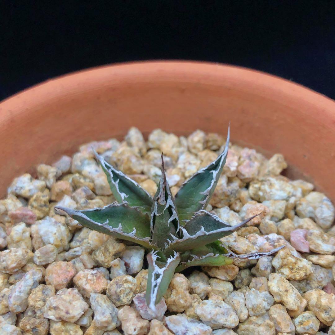 Sg2257 日本輸入姬霍利達龍舌蘭 多肉植物小盆栽禮物 傢俬 家居 園藝 植物及種子 Carousell Sg2257 日本輸入姬霍利達龍舌蘭 多肉植物小盆栽禮物 傢俬 家居 園藝 植物及種子 Carousell