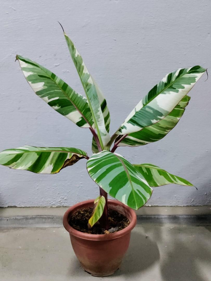 Variegated banana plant, Furniture & Home Living, Gardening, Plants