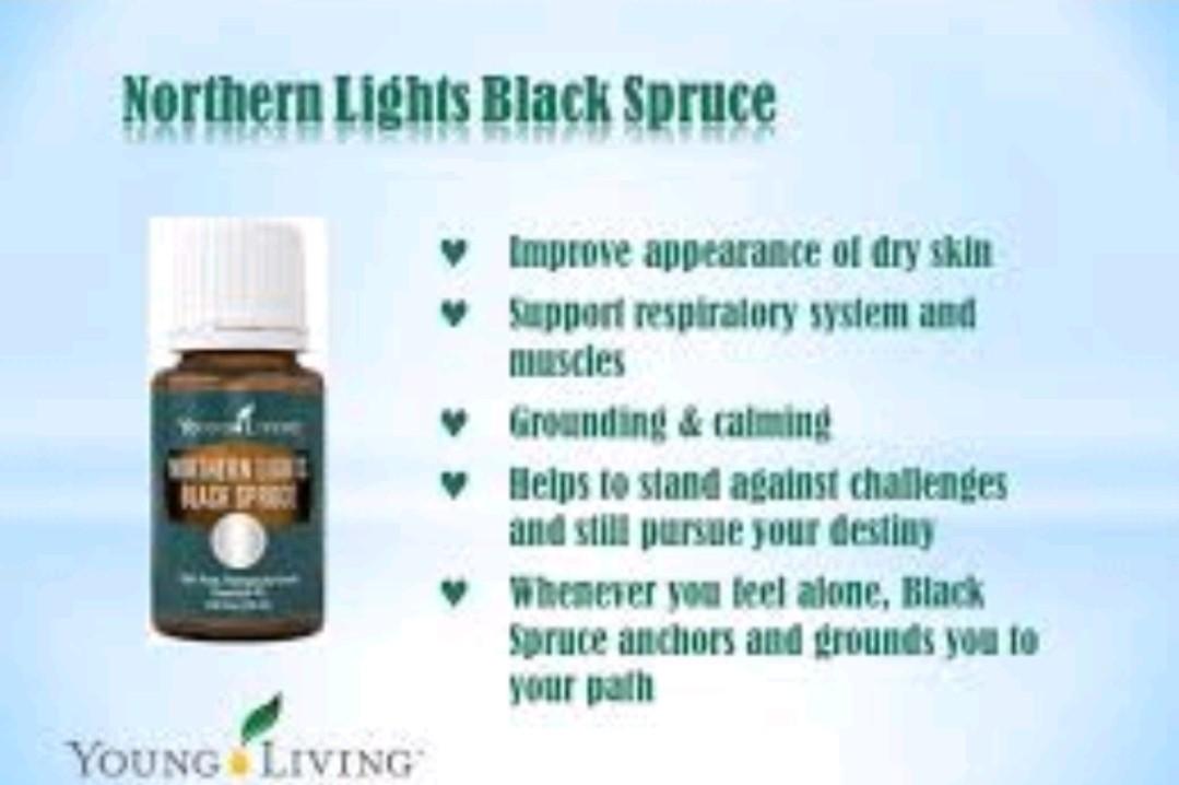 Northern lights outlet black spruce