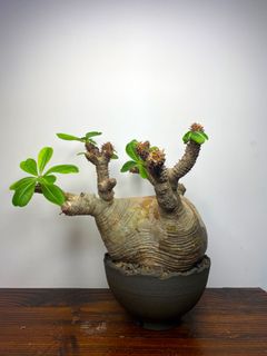 （分類：）位於 。 由 beformless 提交（商品編號 1190028698，圖片 1）。簡介： 。
