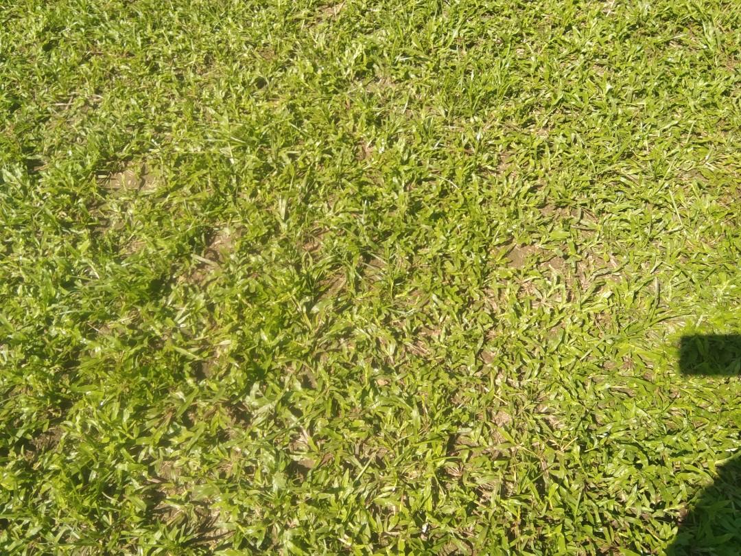 Caraboa grass, frog grass and blue grass, Furniture & Home Living