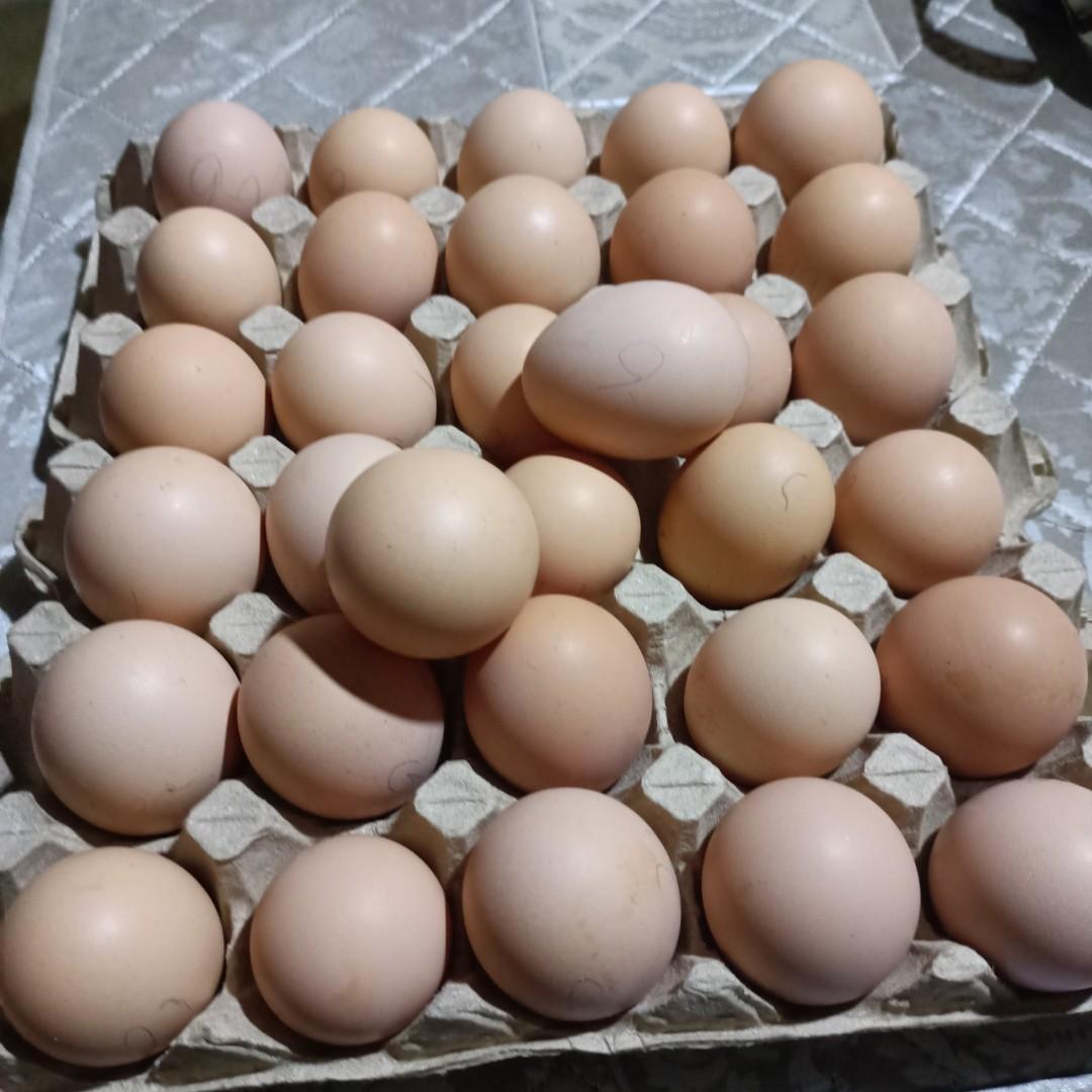 Fertile organic egg, Food & Drinks, Local Eats on Carousell