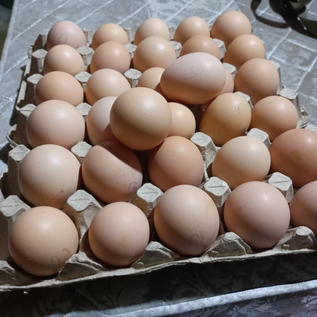 fertile-organic-egg-food-drinks-local-eats-on-carousell