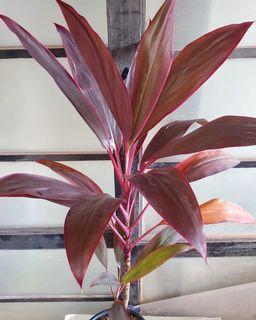 Palm Lily / Ti Plant