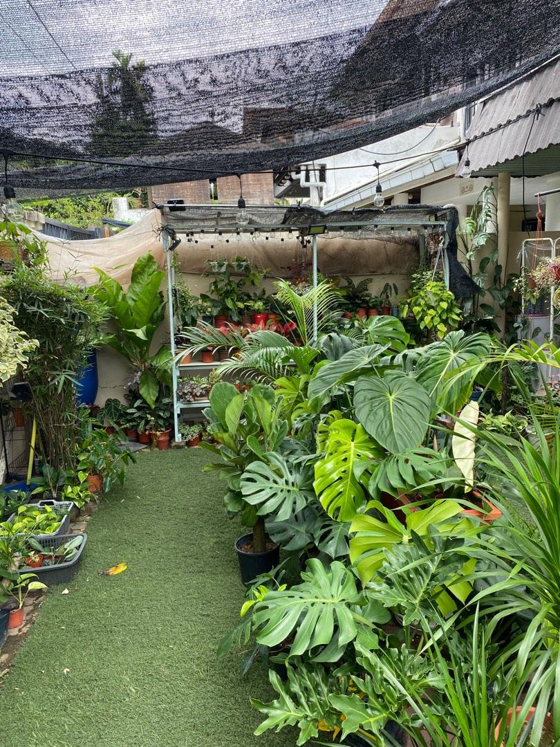 Plant nursery in Ampang Jaya, Furniture & Home Living, Gardening