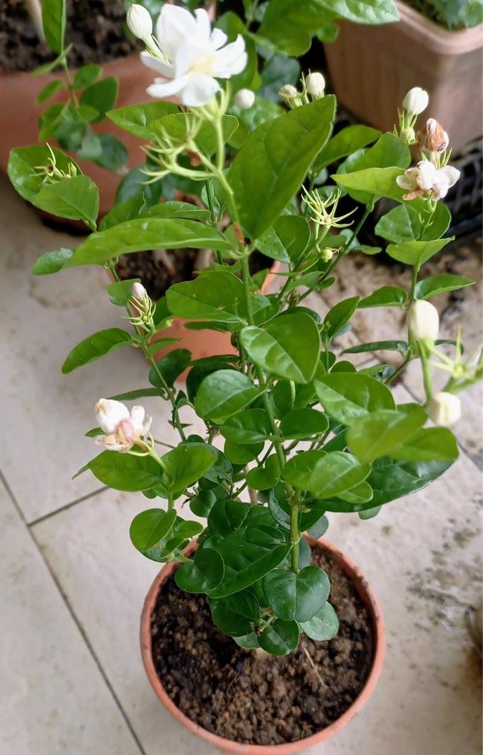 Sweet Jasmine Plant, Furniture & Home Living, Gardening, Plants & Seeds