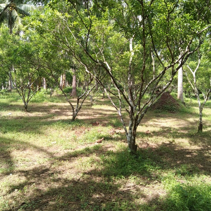 Farm for Sale Cabatang, Tiaong Quezon Province, Property, For Sale