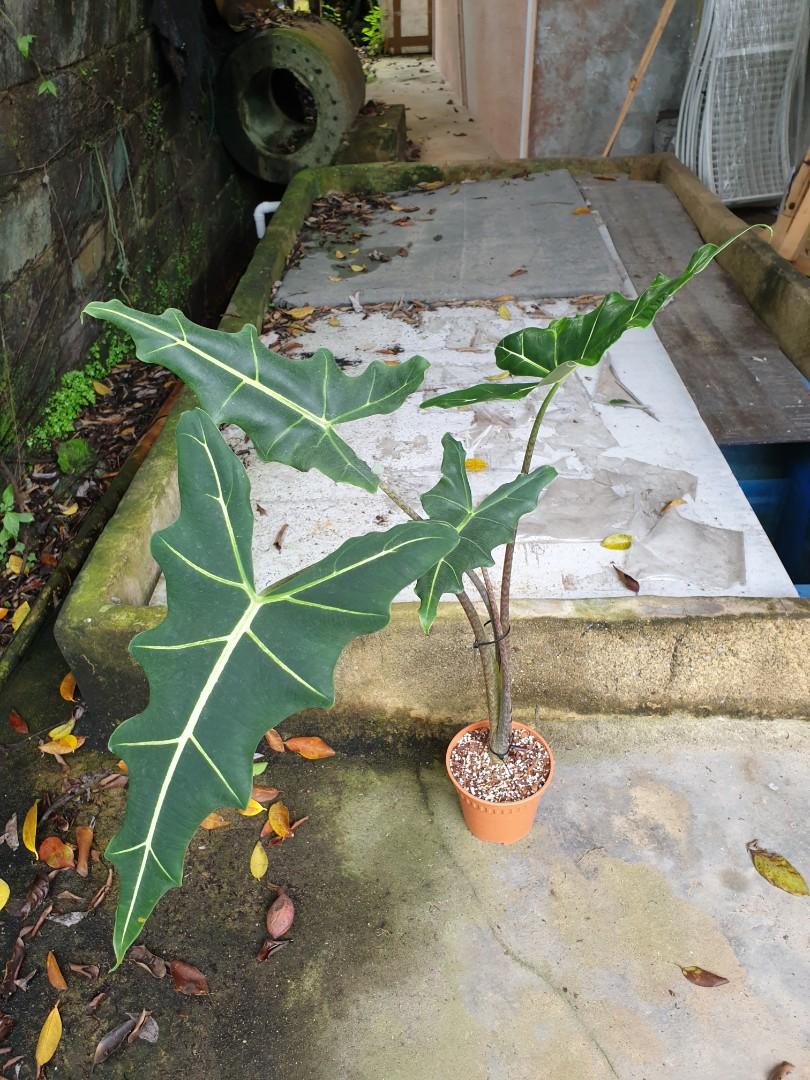 Alocasia sarian, Furniture & Home Living, Gardening, Plants & Seeds on
