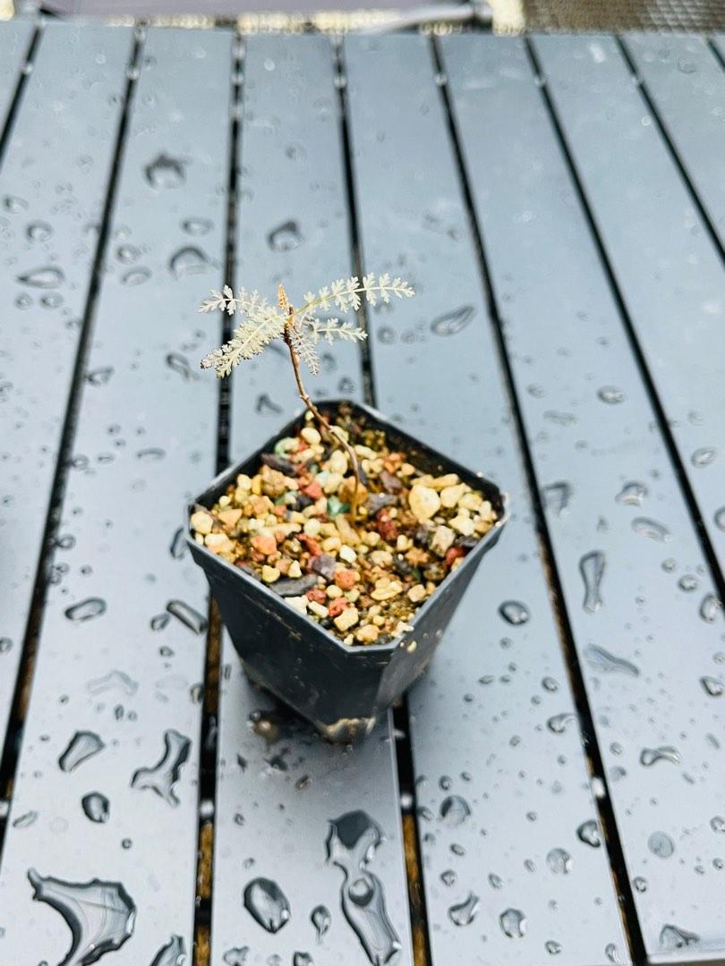 Boswellia socotrana, Furniture & Home Living, Gardening, Plants & Seeds