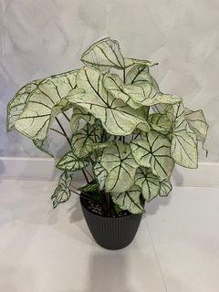 Caladium plants Allure jumbo