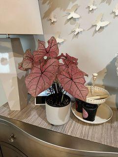 Caladium plants spring fling jumbo size