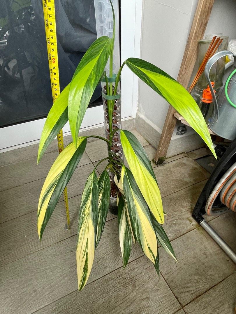 Epipremnum Amplissimum Variegated, Furniture & Home Living, Gardening