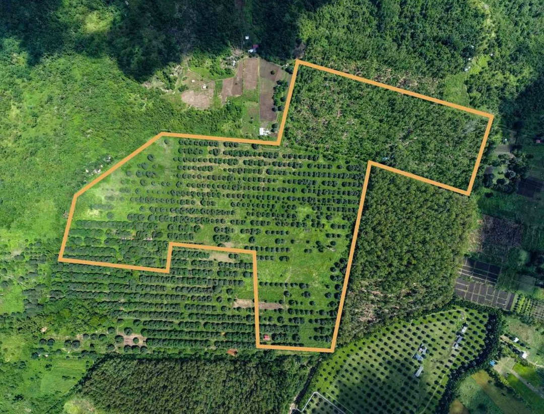 FOR SALE FARM LAND IN ZAMBALES NEIGHBORING CELEBRITY'S FARMS, Property