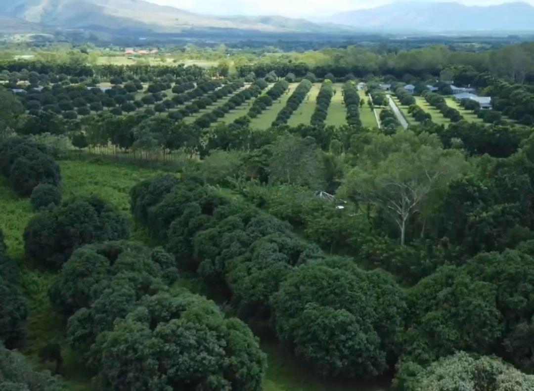 FOR SALE FARM LAND IN ZAMBALES NEIGHBORING CELEBRITY'S FARMS, Property