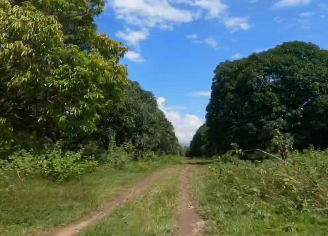 FOR SALE FARM LAND IN ZAMBALES NEIGHBORING CELEBRITY'S FARMS, Property