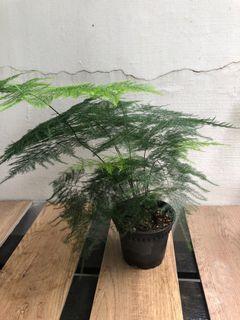 Healthy Asparagus Fern