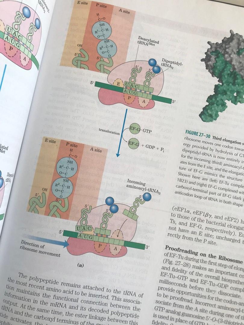 LEHNINGER Principles of Biochemistry Fifth Edition, Hobbies & Toys ...