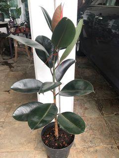 One meter tall Ficus Elastica Burgundy with new leaves