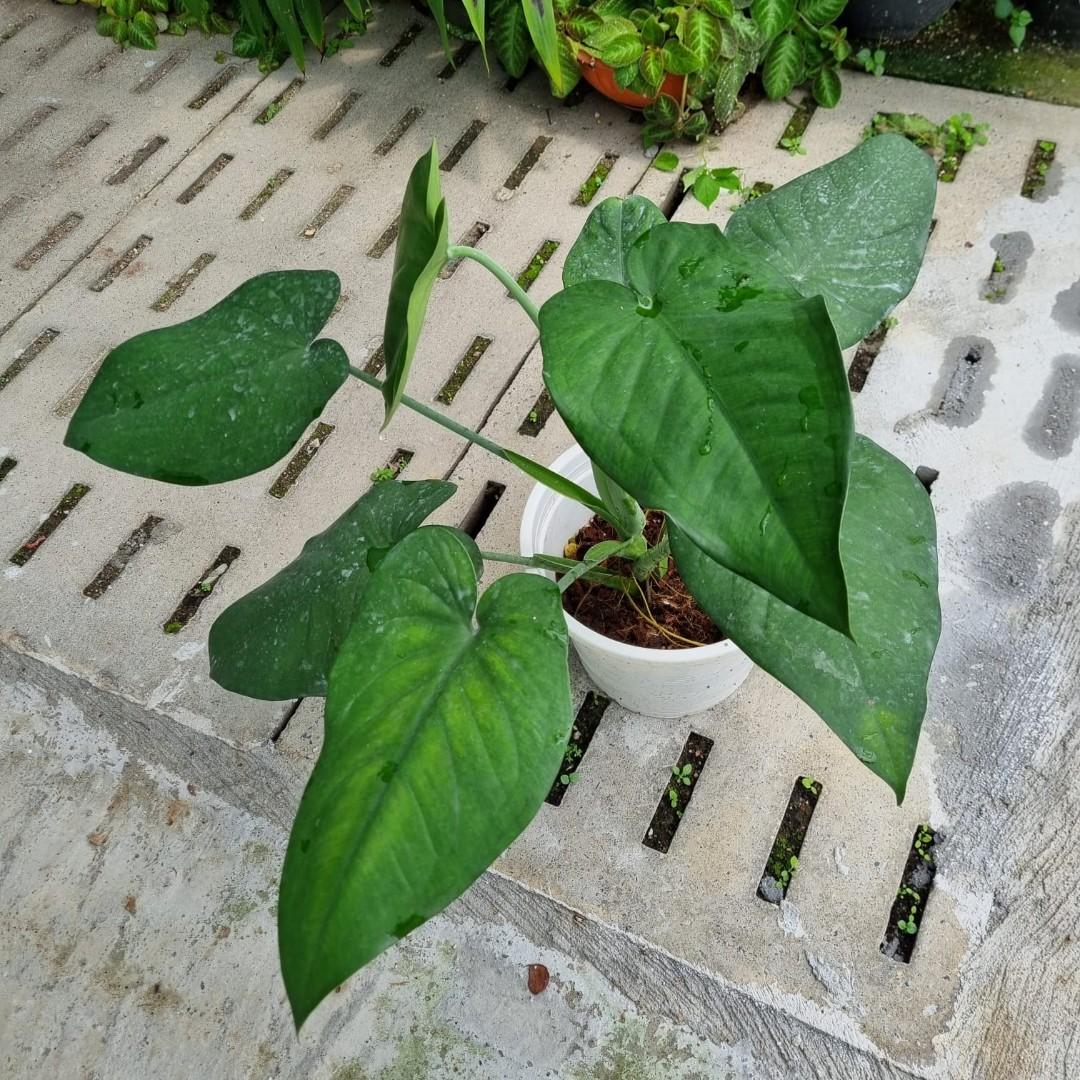 Syngonium Chiapense adult, Furniture & Home Living, Gardening, Plants ...