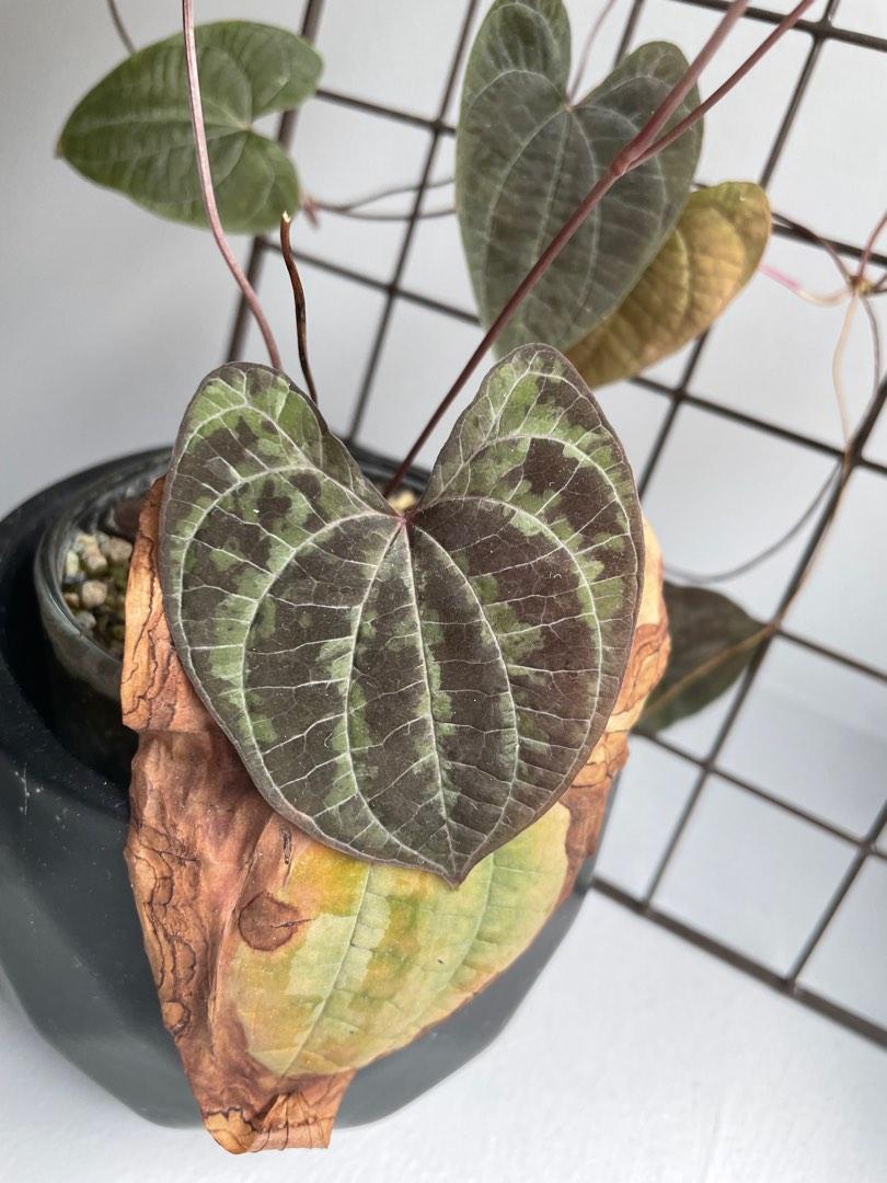 Discorea discolor discolour cuttings with roots, Furniture & Home ...
