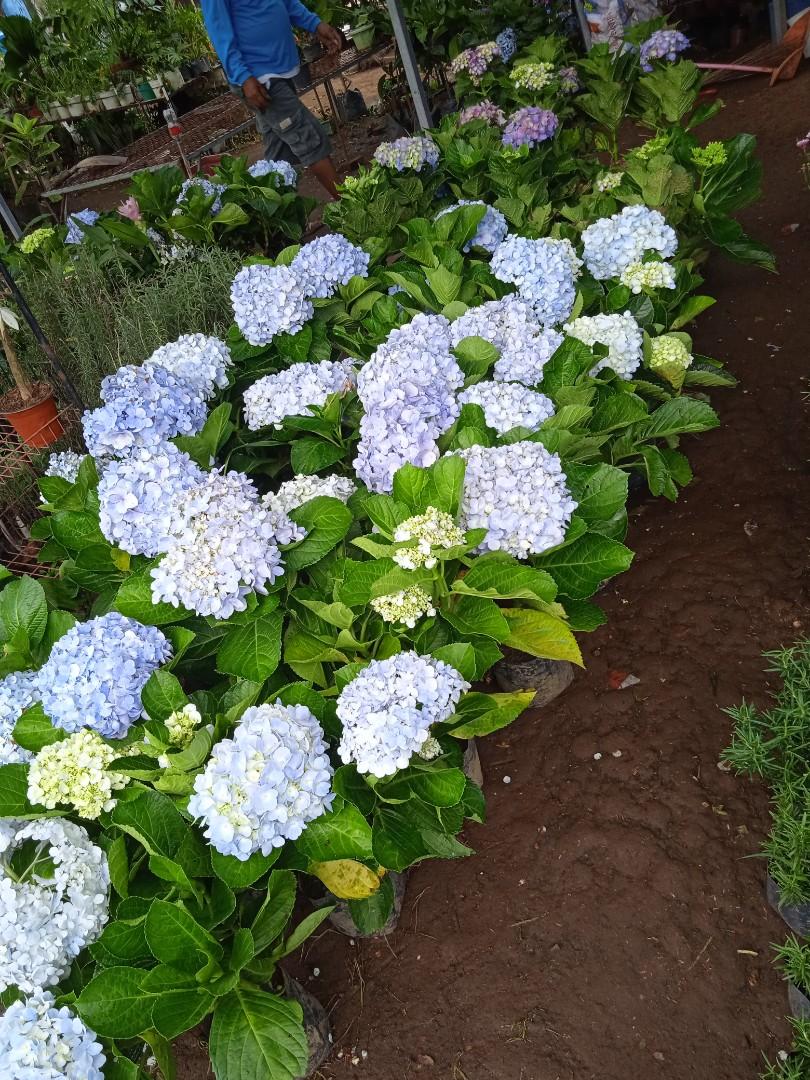 Million flower, Furniture & Home Living, Gardening, Plants & Seeds on