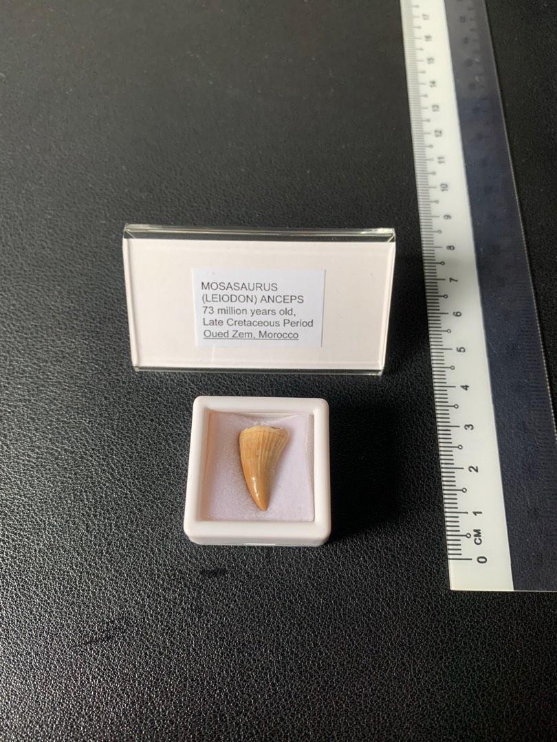 Mosasaurus tand - Fossielen koop je online bij Stones & Bones