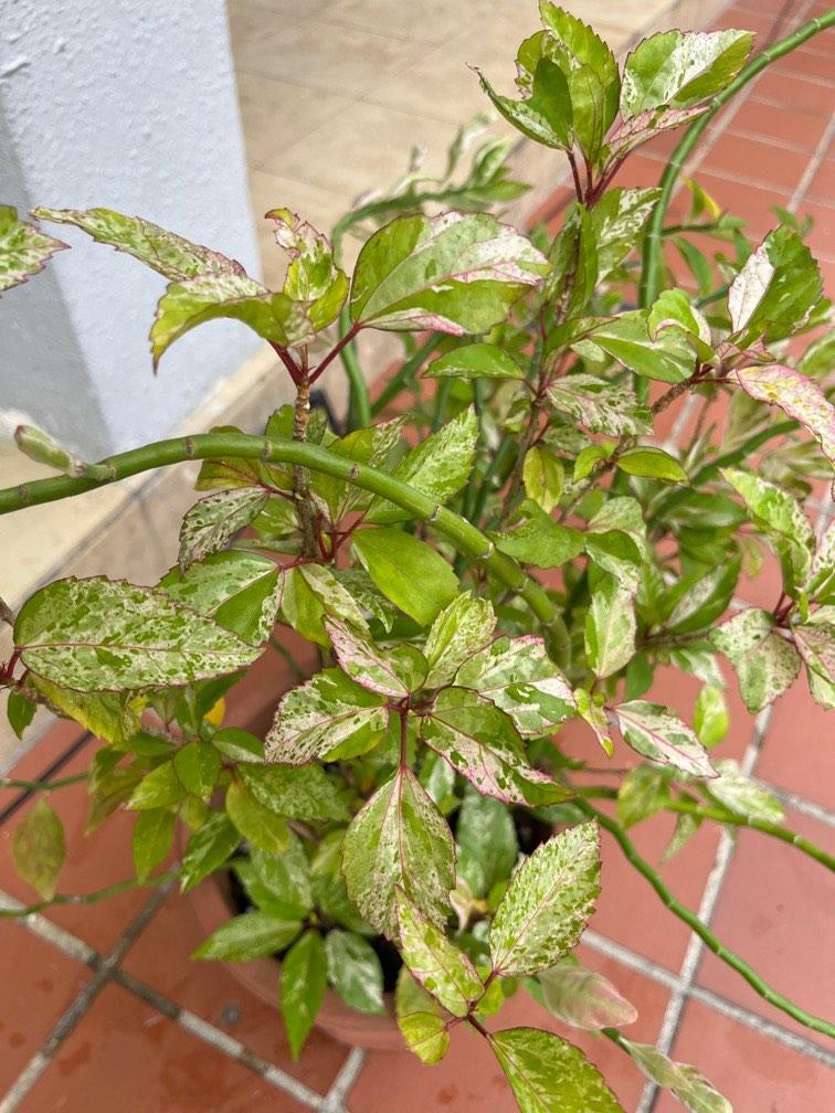 Euphorbia tithymaloides variegata Plants, Furniture & Home Living ...