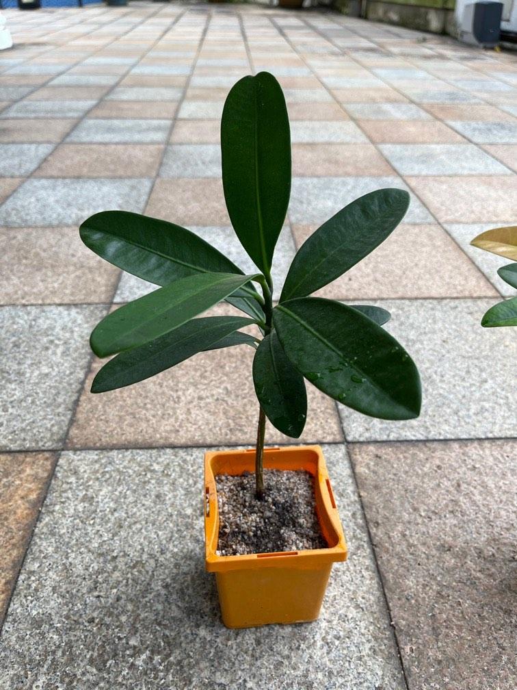 FUKUGI tree, “Happiness Tree” ; Garcinia subelliptica, Furniture & Home ...