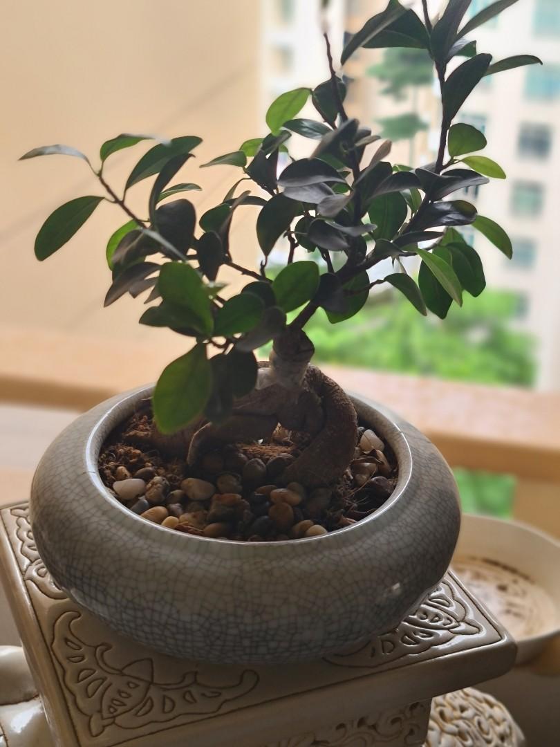 Pair of Bonsai Plants in Ceramic Pot. Ficus microcarpa, Chinese Banyan
