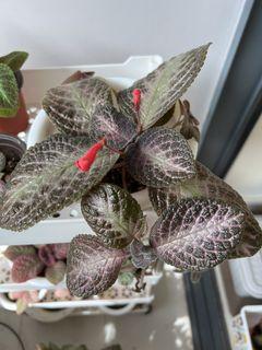 Pink acajou Episcia