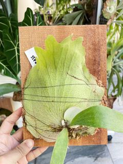 (Category: ) located in . Submitted by plantsparty (Listing ID 1190637534, Image 1). Description: .